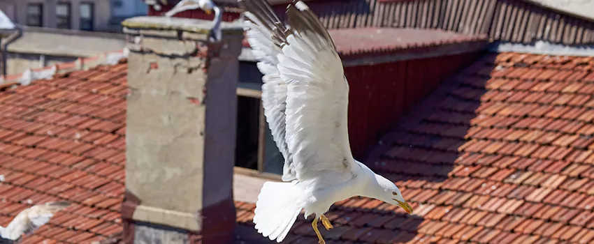 Residential Chimney Animal Removal Solution in Scarsdale, NY