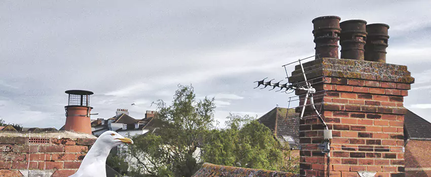 Chimney Cleaning And Restoration in Scarsdale, New York